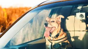Ante el calor en Chicago, qué pueden hacer los dueños de mascotas para mantenerlos seguros
