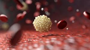 cholestérol