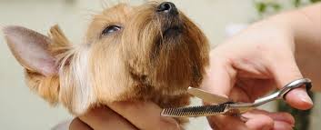 Image result for dog grooming