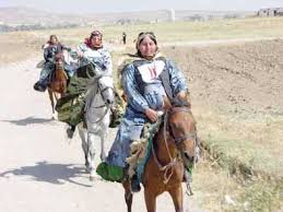 Image result for IRAN HORSES