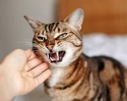 cat hissing at a personの画像