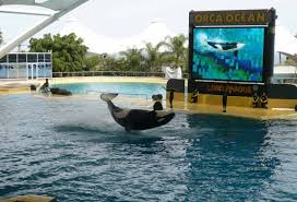 Resultado de imagen de imagenes de loro parque