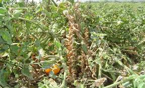 Image result for sagwan image green tree image