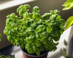 Εικόνα Basil plant