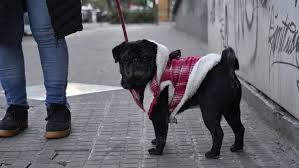Helada histórica en Rosario: Pronóstico y Alerta por Frío Extremo - Imagen principal del artículo