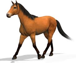 Image result for HORSE