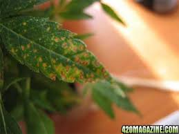Image result for zinc burn in plants