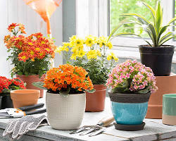 Imagen de Plantas en Home Depot