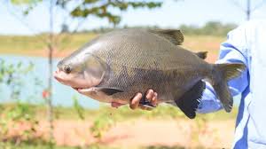 ALERTA! Peixe queridinho dos brasileiros entra em extinção e pode ter venda proibida