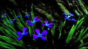 Image result for avatar forest