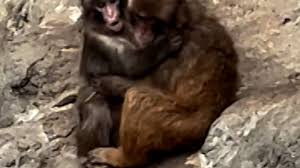 Punch the monkey has a new best friend
