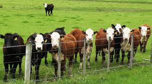 Image result for cattle