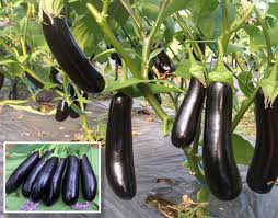 SERA SEBZELERİ ile ilgili görsel sonucu