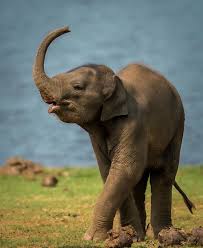 Wild Karnataka - When you're happy and you know it raise ...