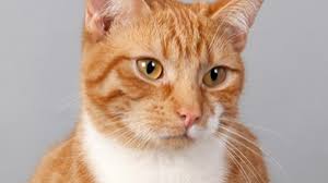 Image result for images of different colored cats