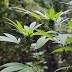 New report from Colorado shows negative effects of marijuana...