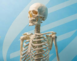 skeletonの画像