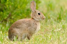 Image result for RABBIT