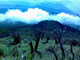 Hasil gambar untuk pecinta alam indonesia