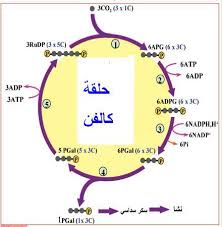 نتيجة بحث الصور عن حلقة كالفن