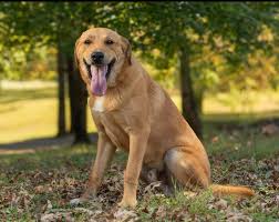 These amazing dogs still available for adoption through Hickman Humane Society; they are German Shepherd and Great Pyrenees mix, 1.5 years old. 3 males and 2 females. #hickmanHumaneSociety If interested please contact