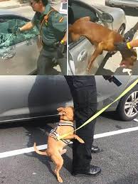 Eu - Polícia parte vidro de carro para salvar cão prestes a ...