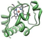 Cytochrome c