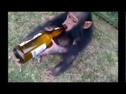 Drunk Monkey
