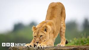 BBC - News update