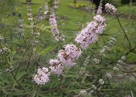 Tetradium daniellii var. hupehensis에 대한 이미지 검색결과