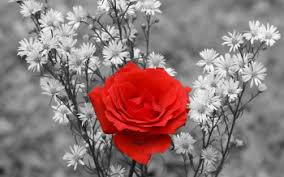 Image result for images of rose hd