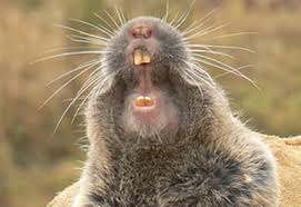 Image result for pocket gophers