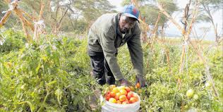 A tale of excellence for star 9065 f1 AKA Sprinter hybrid tomato in  Banket.. A success story from our farmer Mr Godobo who grows Star…