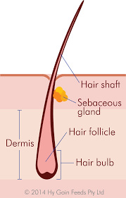 hair structure的圖片搜尋結果