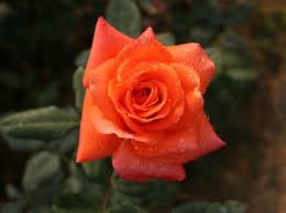 Image result for tea roses