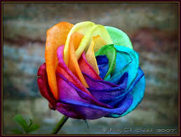 flores de colores