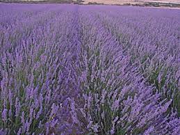 Αποτέλεσμα εικόνας για Λεβάντα