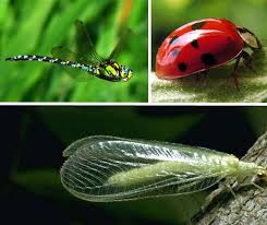 Image result for lacewing nz lifecycle