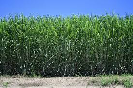 Image result for sugar cane