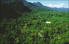 Resultado de imagem para imagens da mata amazonica