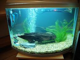 Image result for betta fish tank