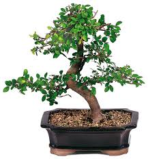 「small tree」的圖片搜尋結果