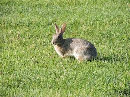 Image result for RABBIT