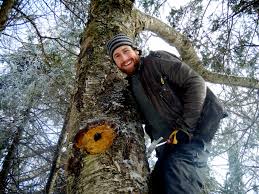 Image result for chaga mushroom images