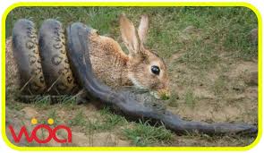 Image result for RABBIT