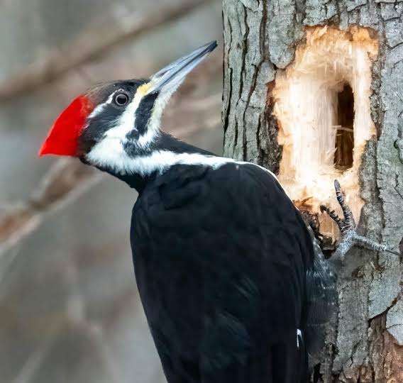 Female pileated woodpecker working a hole! - NestWatch