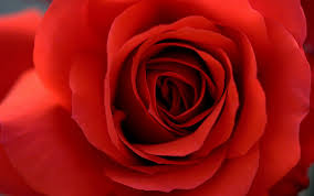 Resultado de imagen de rosas rojas