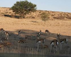 Springbok in Kgalagadi Transfrontier Park