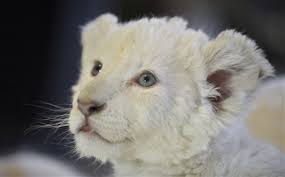 Znalezione obrazy dla zapytania biały lew