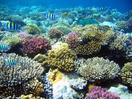Image result for ABOUT KAPAS ISLAND